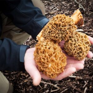 Workshop: Eetbare paddenstoelen zoeken