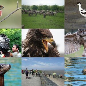 3 belevenissen voor de dierenliefhebber in 1 pakket