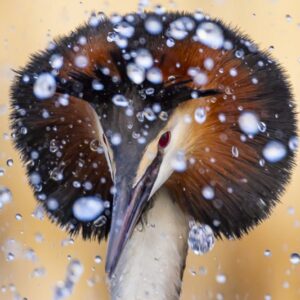 Vogelfotografie Workshop Balts van de Fuut