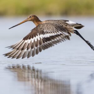 Vogelfotografie en Weidevogelbeleving