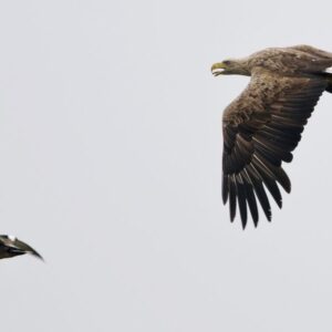 Vogelexcursie in De Biesbosch