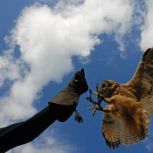 Vliegworkshop met roofvogels en uilen - Vliegensvlug