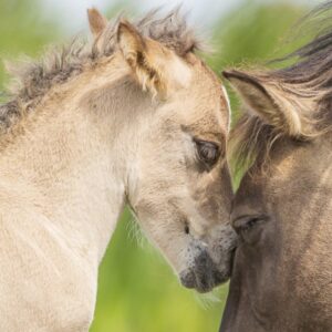 Natuurfotografie Oostvaardersplassen