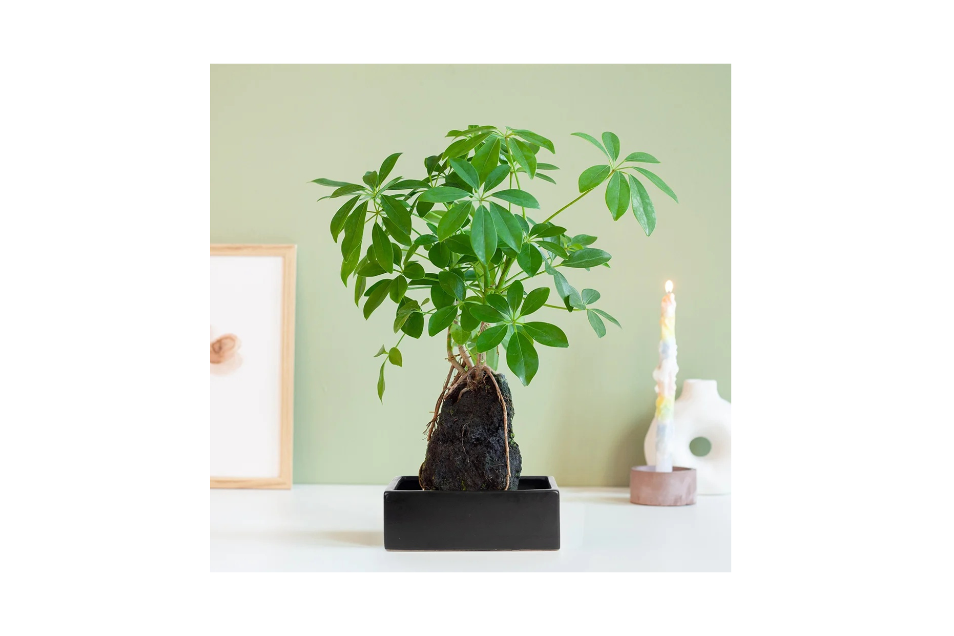 Plantje