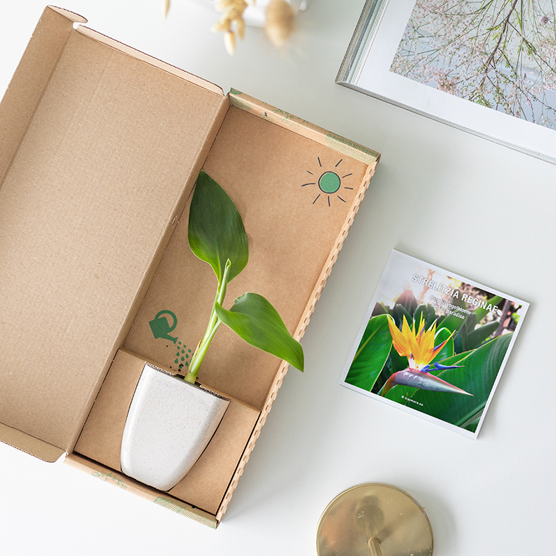 Strelitzia Paradijsvogelplant Cadeau - Brievenbusboompje