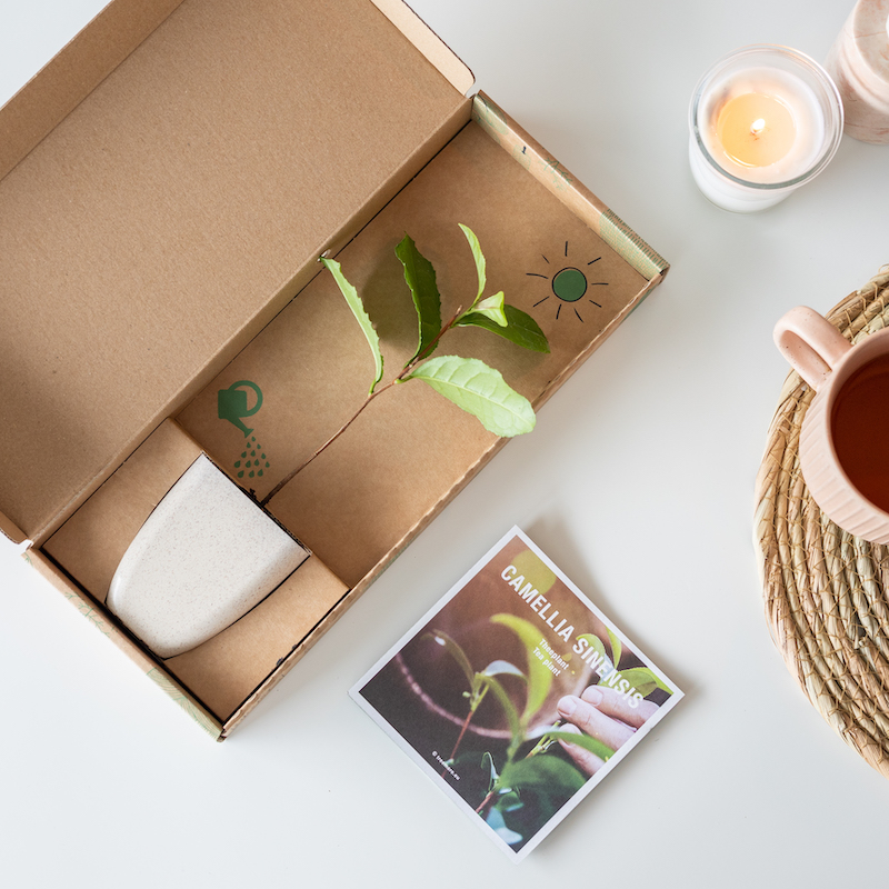 Theeplant Brievenbusboompje Cadeau