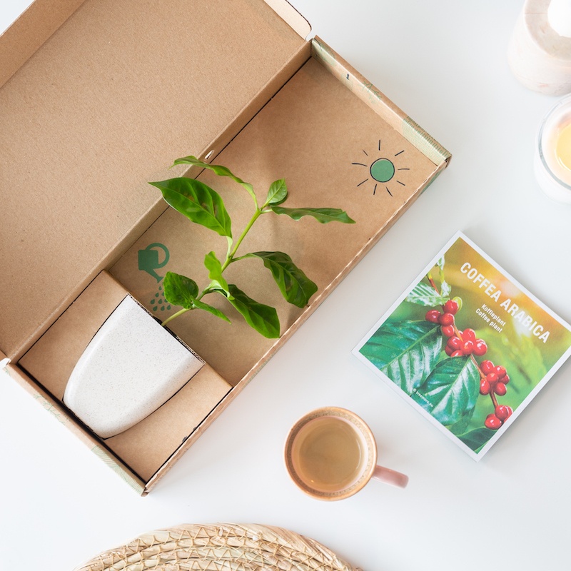 Koffieplant Brievenbuscadeau
