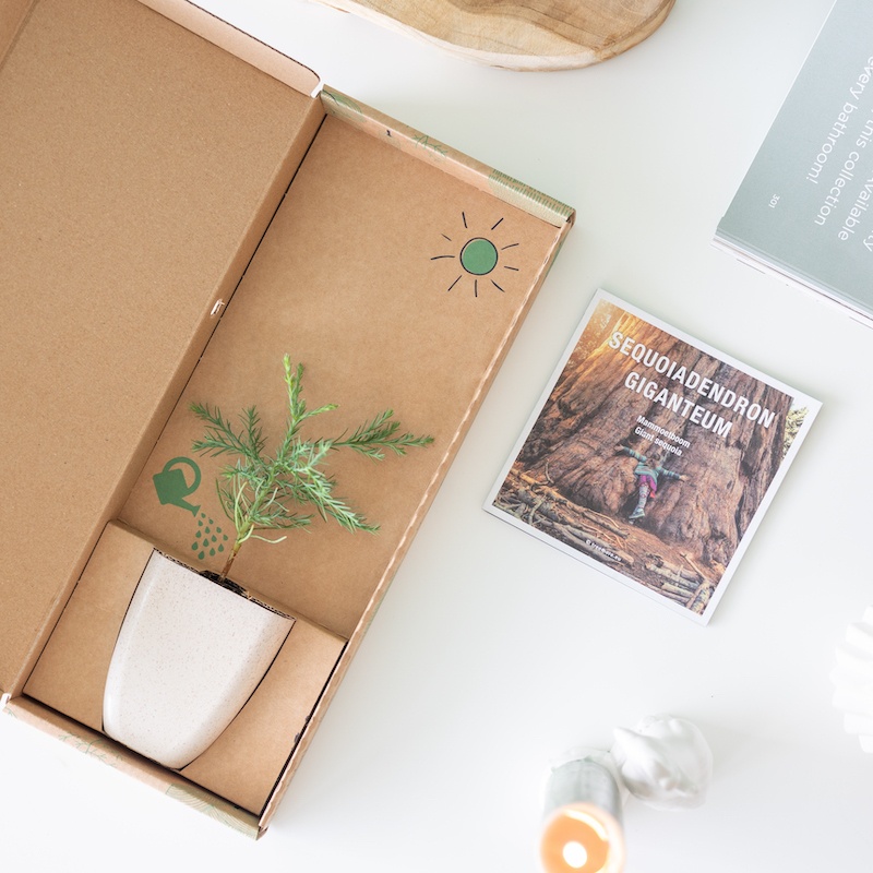 Mammoetboom Cadeau - Brievenbusboompje