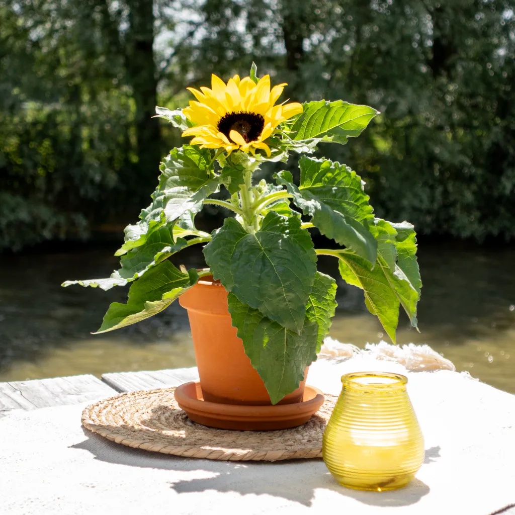 Zonnebloem plant cadeau
