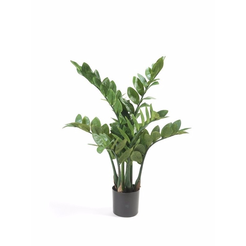 Kantoor decoratie Zamioculcas 70 cm