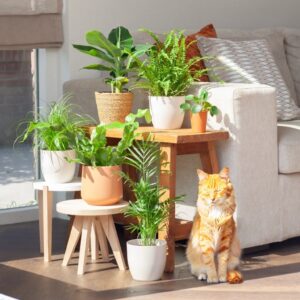 planten voor mensen met katten