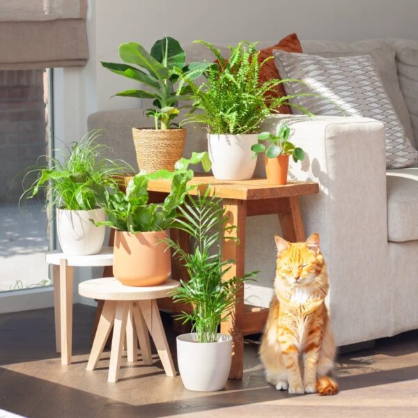 planten voor mensen met katten