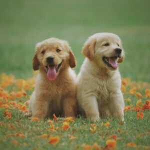 Honden